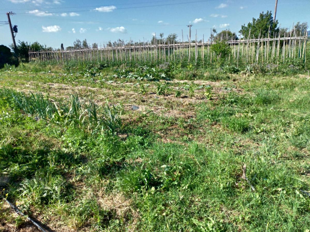 Casa Daria, Armonia Del Passato Nel Rispetto Della Natura Donoratico Εξωτερικό φωτογραφία