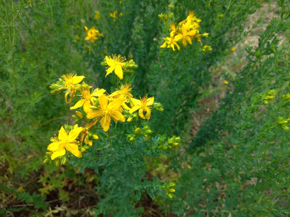 Casa Daria, Armonia Del Passato Nel Rispetto Della Natura Donoratico Εξωτερικό φωτογραφία