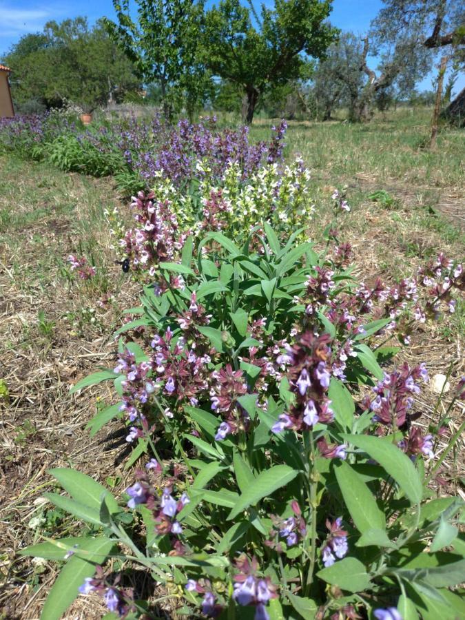 Casa Daria, Armonia Del Passato Nel Rispetto Della Natura Donoratico Εξωτερικό φωτογραφία
